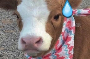 娱乐吃瓜酱小猫